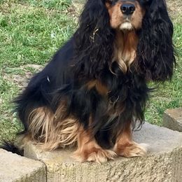Cavalier King Charles Spaniel and Poodle All Grown Up from Central Coast Standard Poodles & Cavaliers