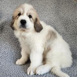 Titan - spot on side - White and badger male Great Pyrenees puppy in Monmouth, Maine from Flewelling Great Pyrenees