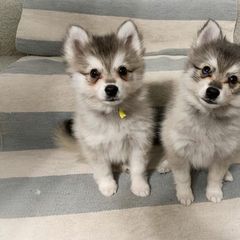 Alaskan Klee Kai Puppies from Thurisia