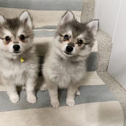 Alaskan Klee Kai Puppies from Thurisia