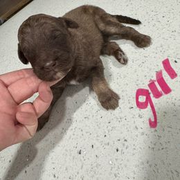 Girl 3 - Brown and white female Aussiedoodle puppy in Florida from Doodles & Danes