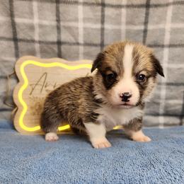 Mustard DM CLEAR - Sable male Pembroke Welsh Corgi puppy in Idaho from Arrowleaf Corgis