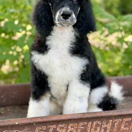 September - Parti male Poodle puppy in Lancaster, Minnesota from Richardville Hunde
