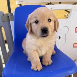 Green collar male from Peggy - Golden male Golden Retriever puppy in Yucaipa, California from Blessed Goldens