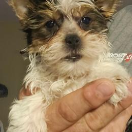 Colby - Parti male Yorkshire Terrier puppy in Kingston, Oklahoma from Lake Life