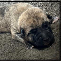 Black - Brindle male Anatolian Shepherd Dog puppy in Clark, Wyoming from Fyne Acres