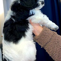 Cockapoo and Poodle Puppies from FurEver Young Kennels