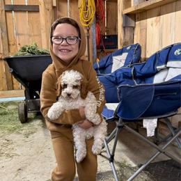 Arthur - Blenheim male Cavapoo puppy in Bozrah, Connecticut from Cedar Creek Farm
