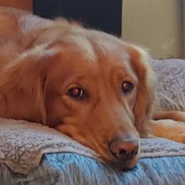 Lily - Golden Retriever