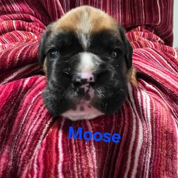 Moose - Fawn male Boxer puppy in Evans, Georgia from Kimberly's Boxers