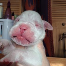 Boxer Puppies from Vintage Boxers