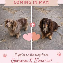 Dachshund puppies from Ruby Rose Dachshund Dynasty