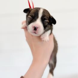 Meg - Red - Sable female Pembroke Welsh Corgi puppy in Milan, Georgia from Williams’ Welsh Corgis LLC