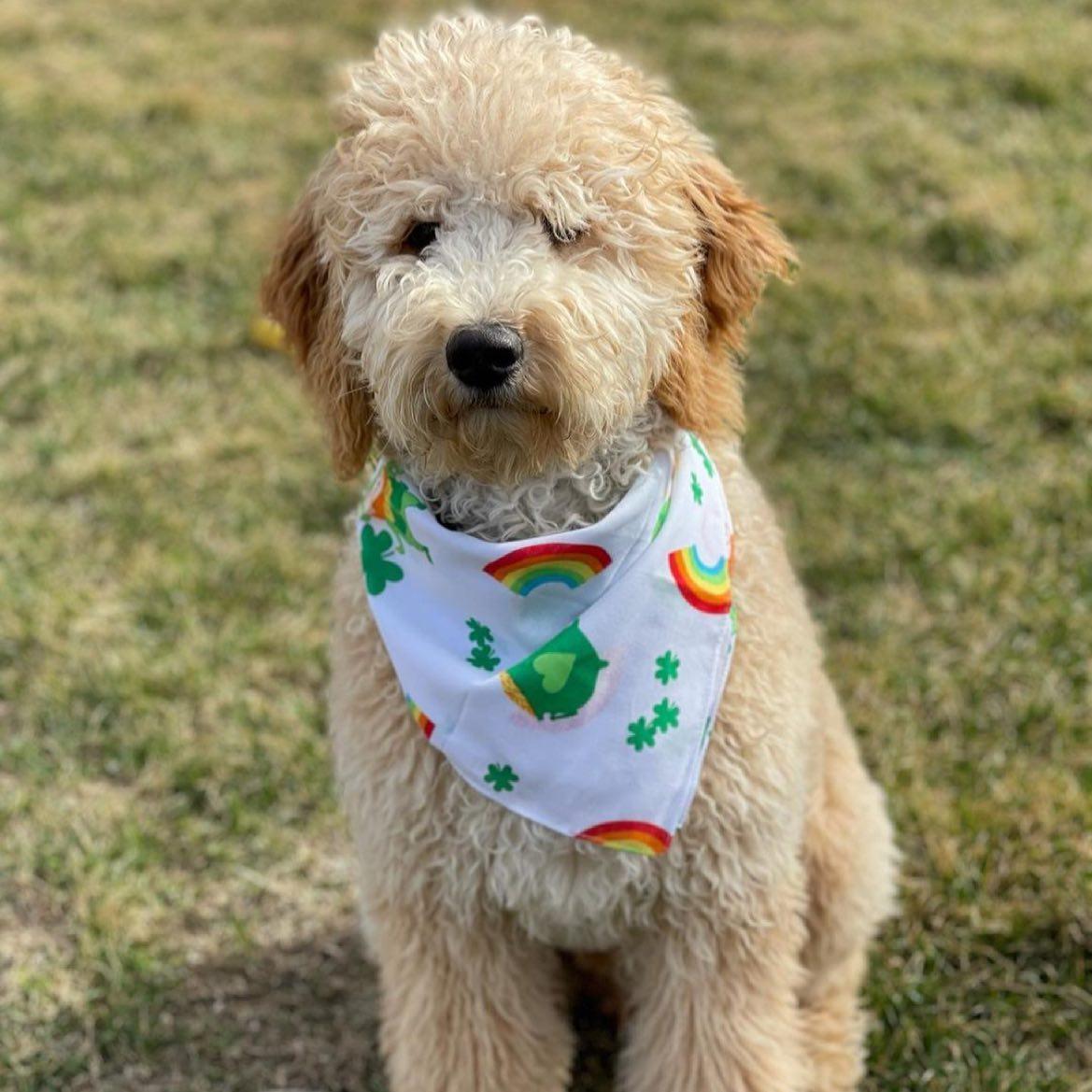 Four Paws Labradoodles in Kansas Goldendoodle and Australian