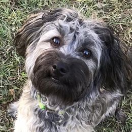 Havanese from Missing Creek Ranch