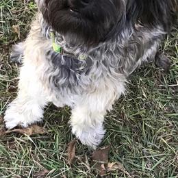 Havanese from Missing Creek Ranch