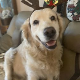 Yeiti - Golden Retriever
