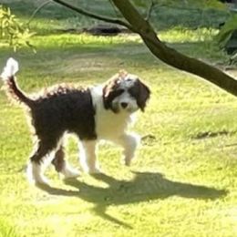 Pink - Brown Lagotto Romagnolo puppy in Westlake, Oregon from Premier Truffles