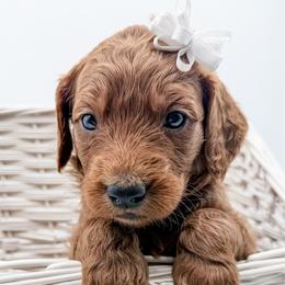 Leni - Red  female Goldendoodle puppy in Mecklenburg County, North Carolina from Rustic Road Doodles