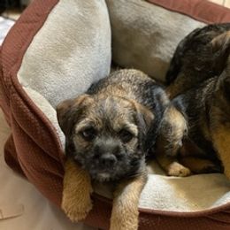 Border Terriers from SpringToo Borders