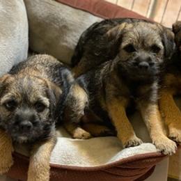 Border Terriers from SpringToo Borders