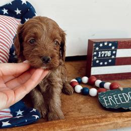 Cub - Red male Cavapoo puppy in Mesa, Arizona from Pedersendoodles