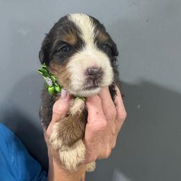 Green - Blue merle male Bernedoodle puppy in Petersburg, Michigan from Brittany’s Mini Bernedoodles