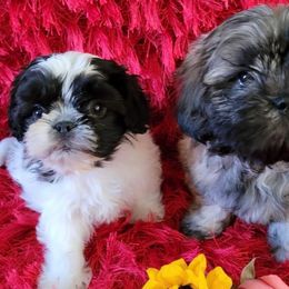 Shih Tzus from Bella’s Beauties