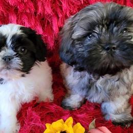 Shih Tzus from Bella’s Beauties