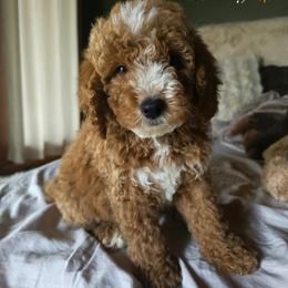 Pink girl - Red  female Goldendoodle puppy in Bristol, Tennessee from 4goldendoodles
