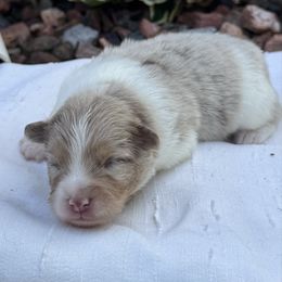 Colton - Merle male Pomsky puppy in Oak Forest, Illinois from Illinois Poms