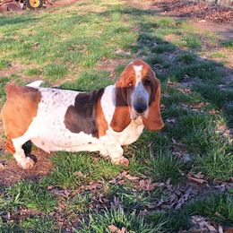 Freckles - Basset Hound