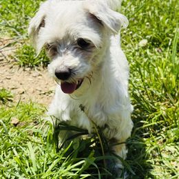 Dolly - Maltese