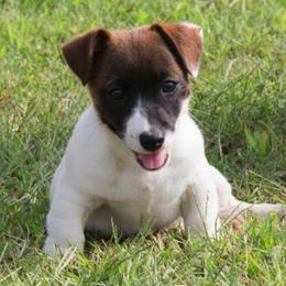 Jack Russell Terrier Puppies from 42 Jack Russell Terriers