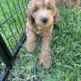 Whoodle All Grown Up from Perri’s Whoodles