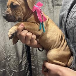 CASHMERE - Fawn sable female American Bully puppy in Texas from TEXAS BULLY FAMILY