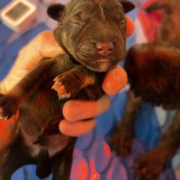 Chunk - Liver male Miniature Schnauzer puppy in Chattanooga, Tennessee from Oodles of Cuties!