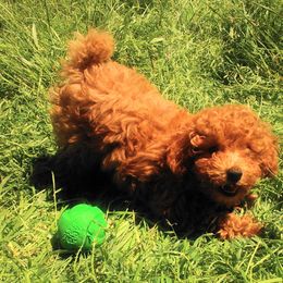 Poodle Puppies from Scenic Hills Kennels