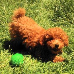 Poodle Puppies from Scenic Hills Kennels