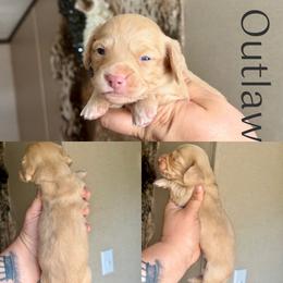 Outlaw - Cream male Dachshund puppy in Hornbeck, Louisiana from A&Z Mini Dachshunds