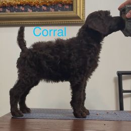 Corral - Brown female Poodle puppy in Sharps Chapel, Tennessee from McKenzie's Puppies