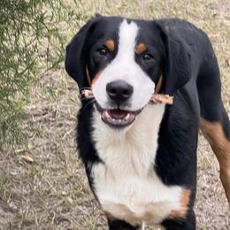 Greater Swiss Mountain Dog puppies from Ambermoon Kooikerhondje Blackamber Greater Swiss Mountain Dogs