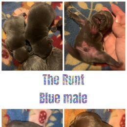 French Bulldog Puppies from Frenchie Puppies in Abbeville