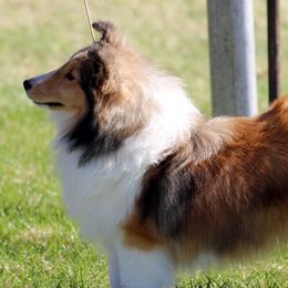 Gidget - Shetland Sheepdog