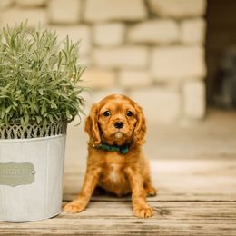 Cavalier King Charles Spaniel Puppies from Cavi Cutie Collective