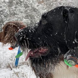 German Wirehaired Pointers from Granite State Gun Dogs