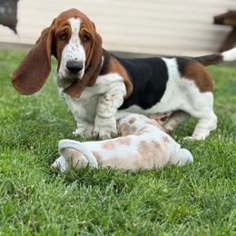 Elvis - Basset Hound