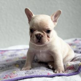 King George - White male French Bulldog puppy in Conroe, Texas from Haynes French Bulldogs