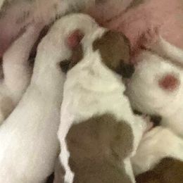 Boy 2 - White male American Bulldog puppy in Pace, Florida from Genesis American Bulldogs