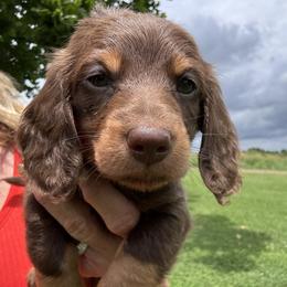 Richie Rich - Chocolate male Dachshund puppy in Bentonville, Arkansas from T & D Dachshunds by design